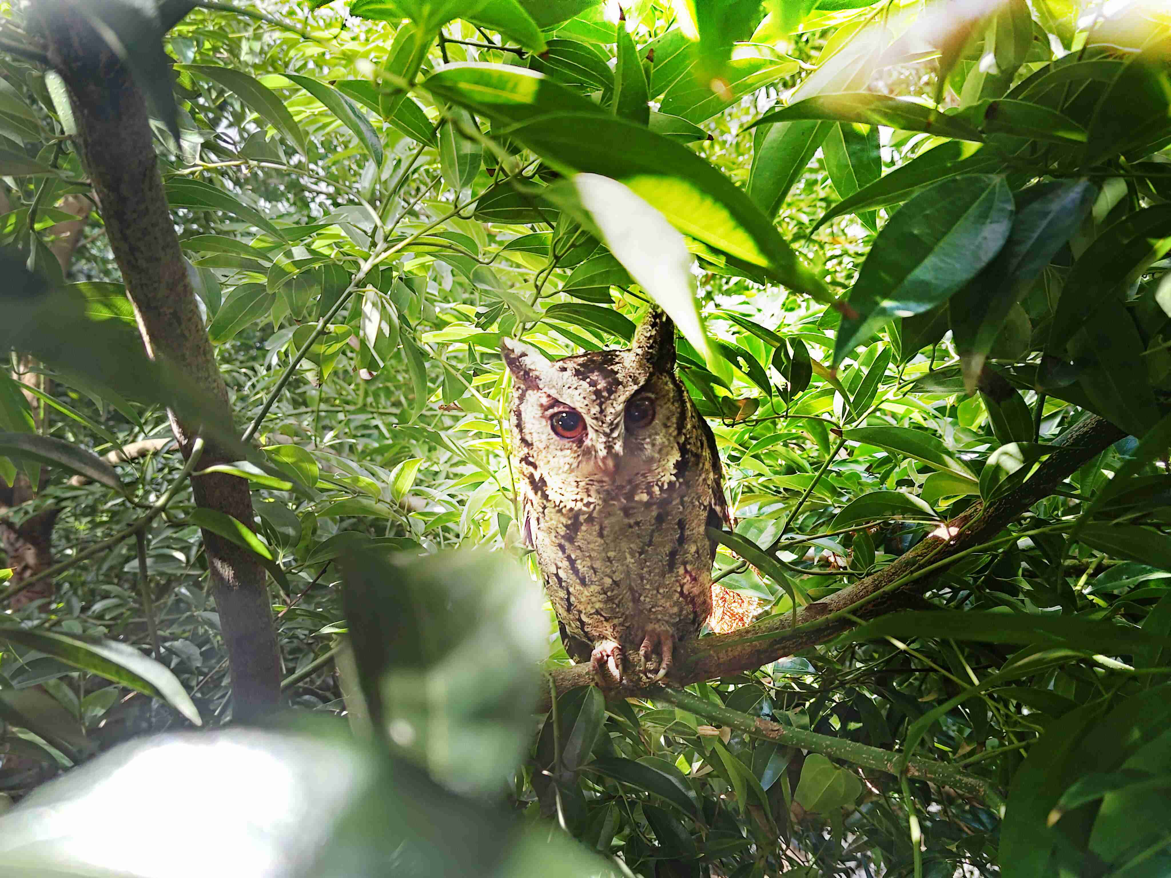 冰球突破致力提倡净零绿生活，，16年以来在全球各厂区植树逾百万棵，，造就各厂区树木蔚然成林，，，犹如森林工厂，，成为许多生物的栖息地